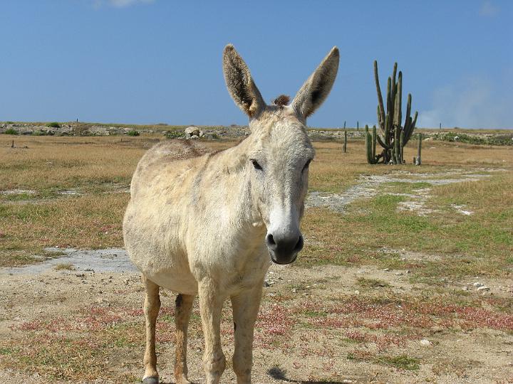 Aruba - January 2008 004.JPG